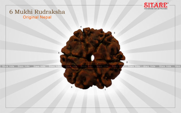 6 Mukhi Rudraksha Original Nepal