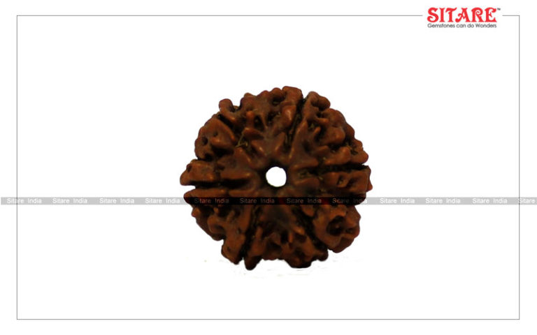 6 Mukhi Rudraksha Original Nepal2