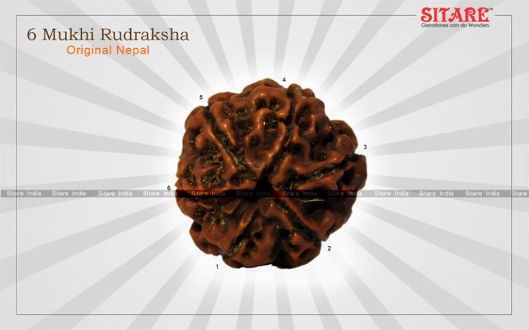 6 Mukhi Rudraksha Original Nepal