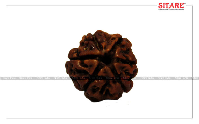 6 Mukhi Rudraksha Original Nepal