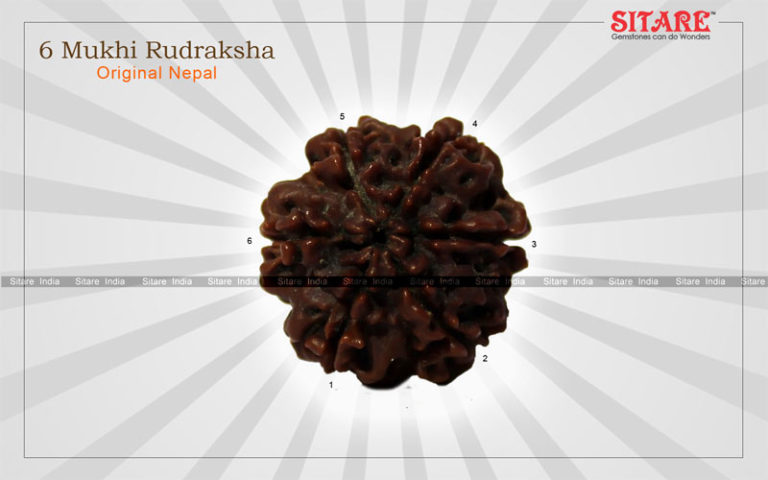 6 Mukhi Rudraksha Original Nepal