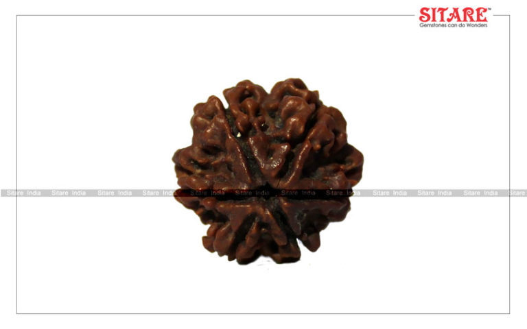 6 Mukhi Rudraksha