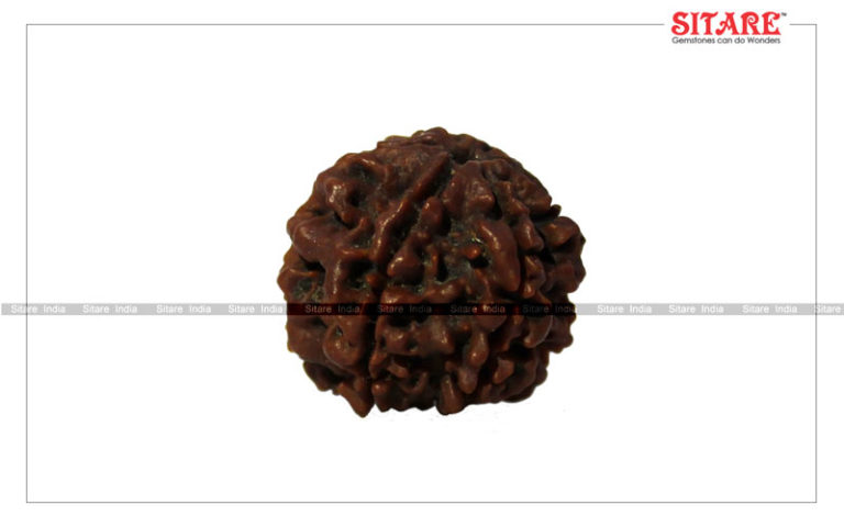 6 Mukhi Rudraksha