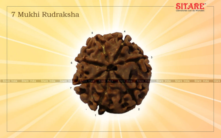 7 Mukhi Rudraksha