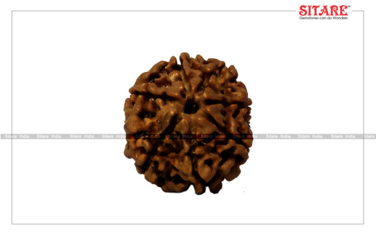 7 Mukhi Rudraksha