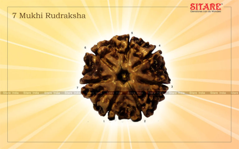 7 Mukhi Rudraksha