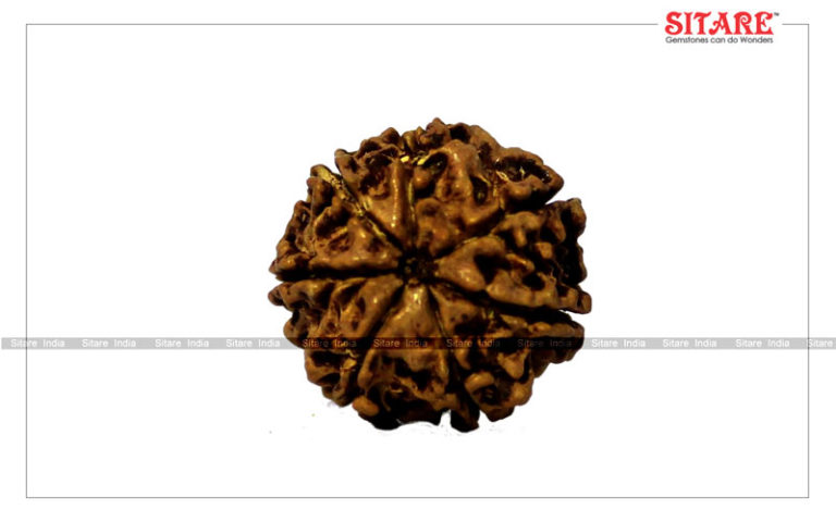 7 Mukhi Rudraksha