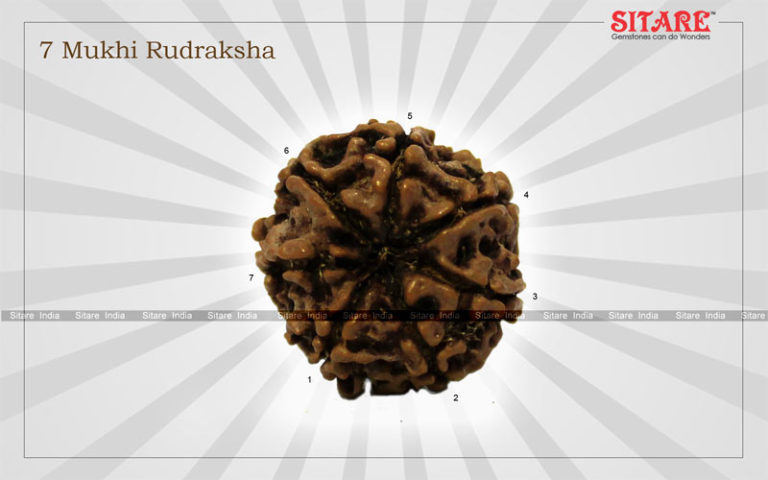 7 Mukhi Rudraksha