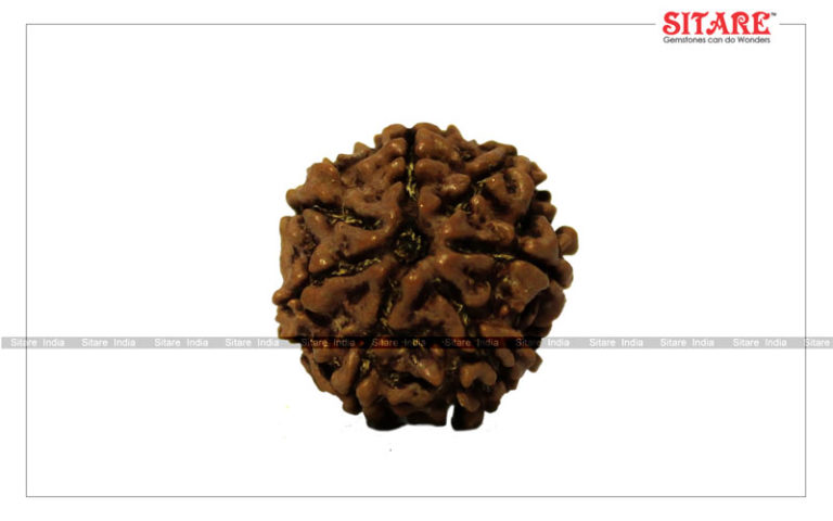 7 Mukhi Rudraksha