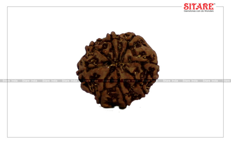 8 Mukhi Rudraksha