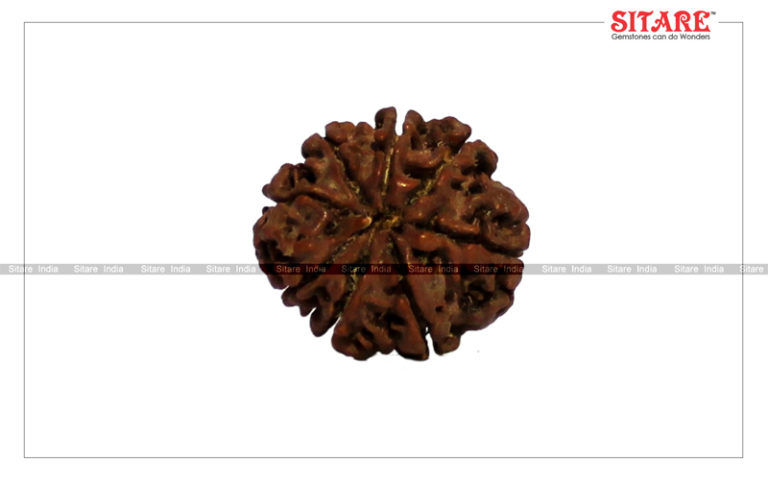 8 Mukhi Rudraksha2