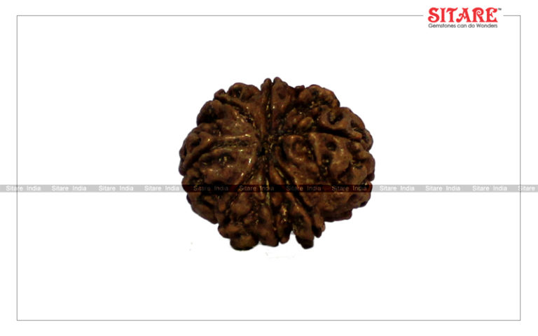 8 Mukhi Rudraksha Original Nepal