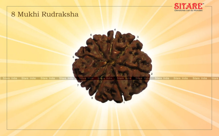 8 Mukhi Rudraksha1