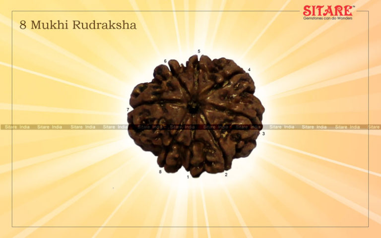 8 Mukhi Rudraksha