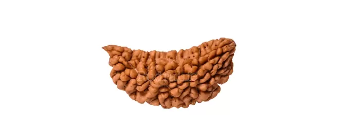 1 Mukhi Rudraksha